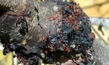 Cancerul deschis al ramurilor Cancerul deschis al ramurilor